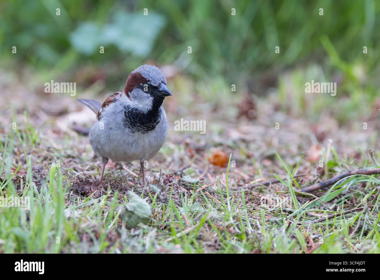 Maison Moparrow [ passer domesticus ] oiseau mâle sur le sol Banque D'Images