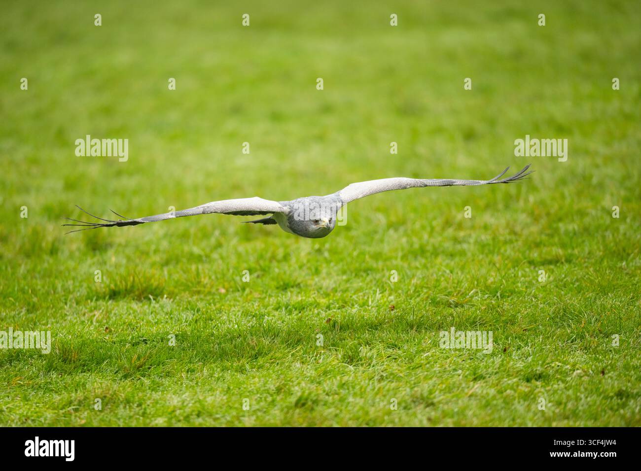 Aigle buzzard à torse noir (Geranoaetus melanoleucus) survolant une prairie, Allemagne Banque D'Images