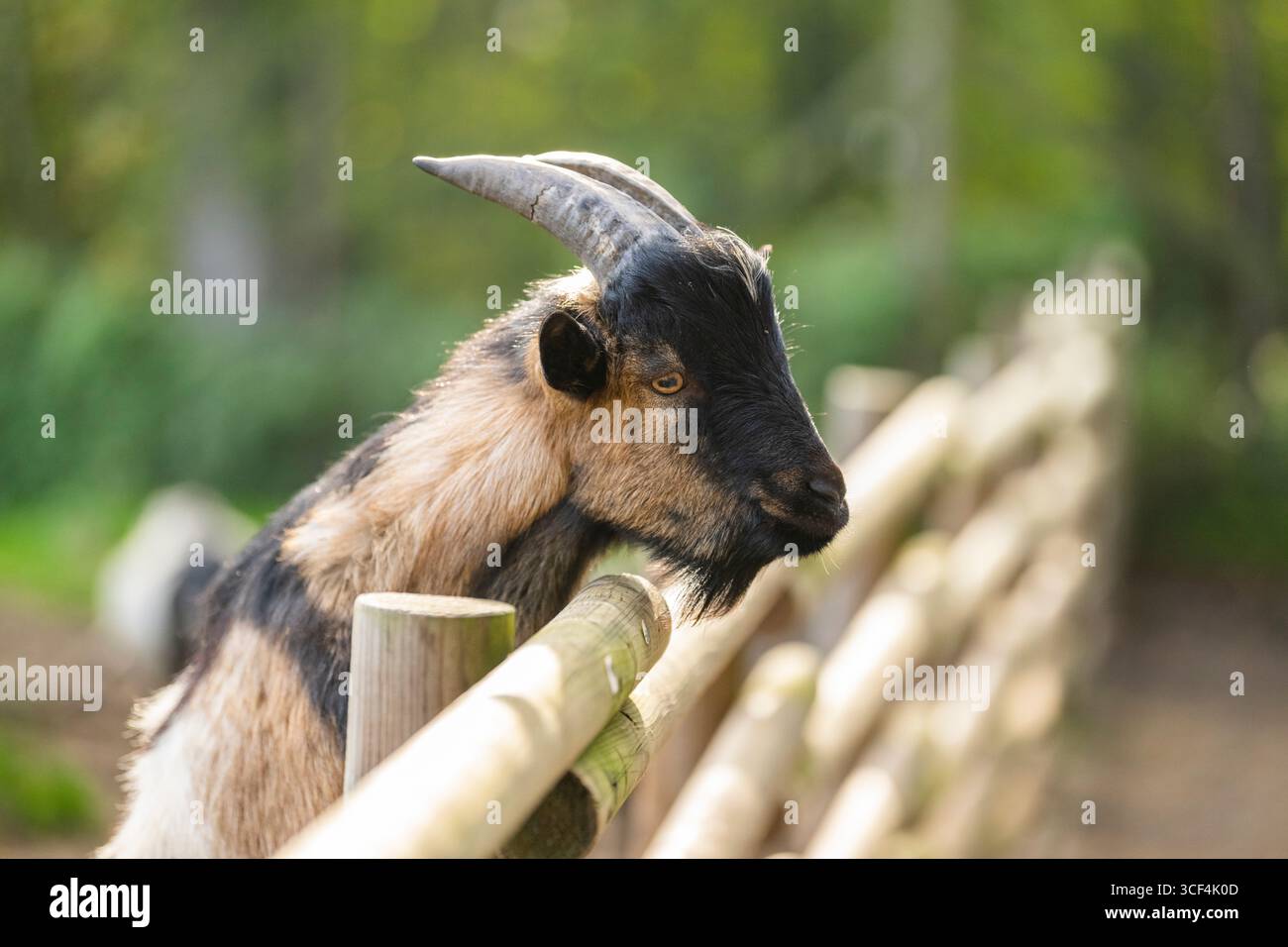 Chèvre domestique (Capra hircus) regardant au-dessus d'une clôture en automne, portrait, Bavière, Allemagne, Europe Banque D'Images