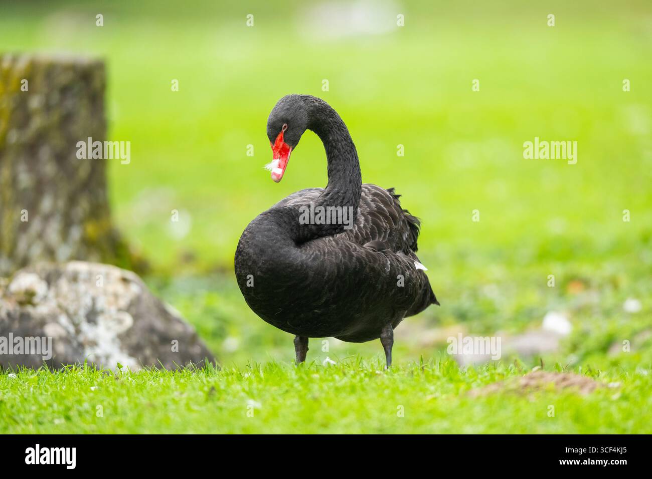 Cygne noir (Cygnus atratus) debout sur un pré, Bavière, Allemagne, Europe Banque D'Images