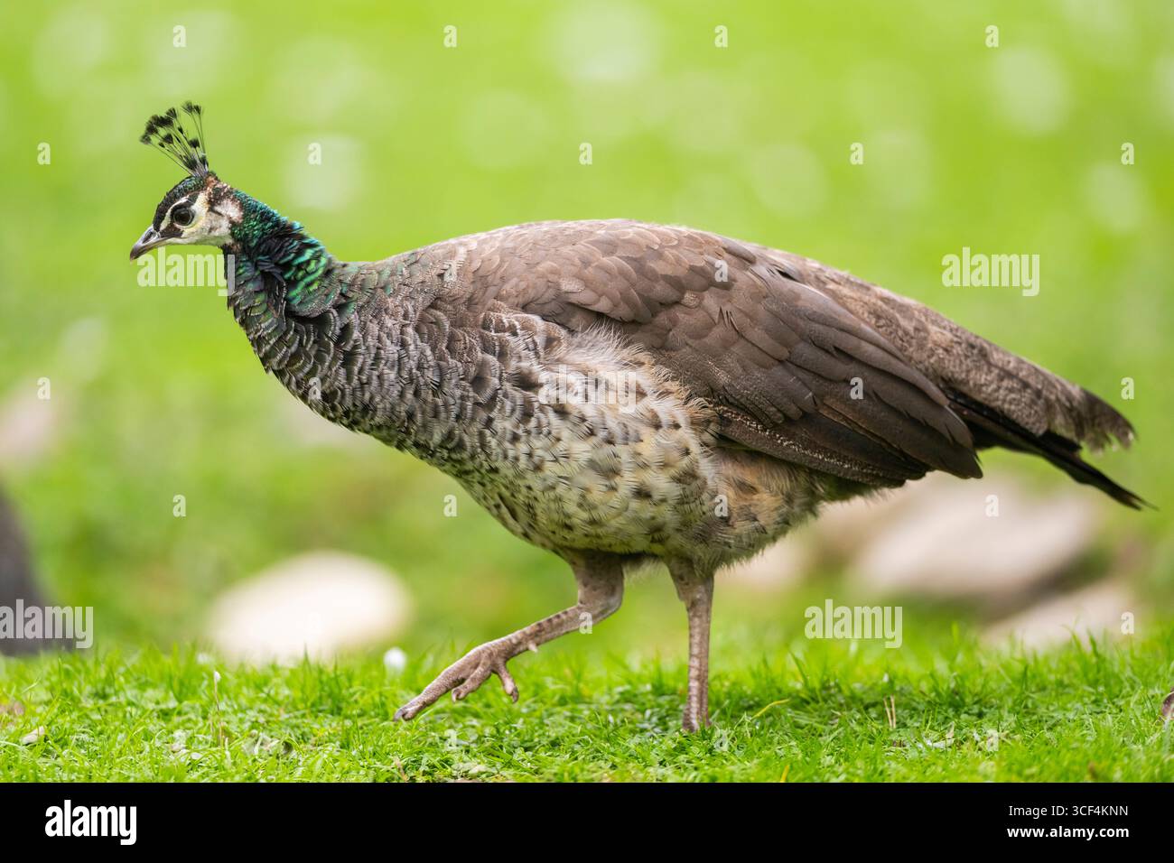 Perle indienne (Pavo cristatus) marchant sur une prairie, Bavière, Allemagne, Europe Banque D'Images