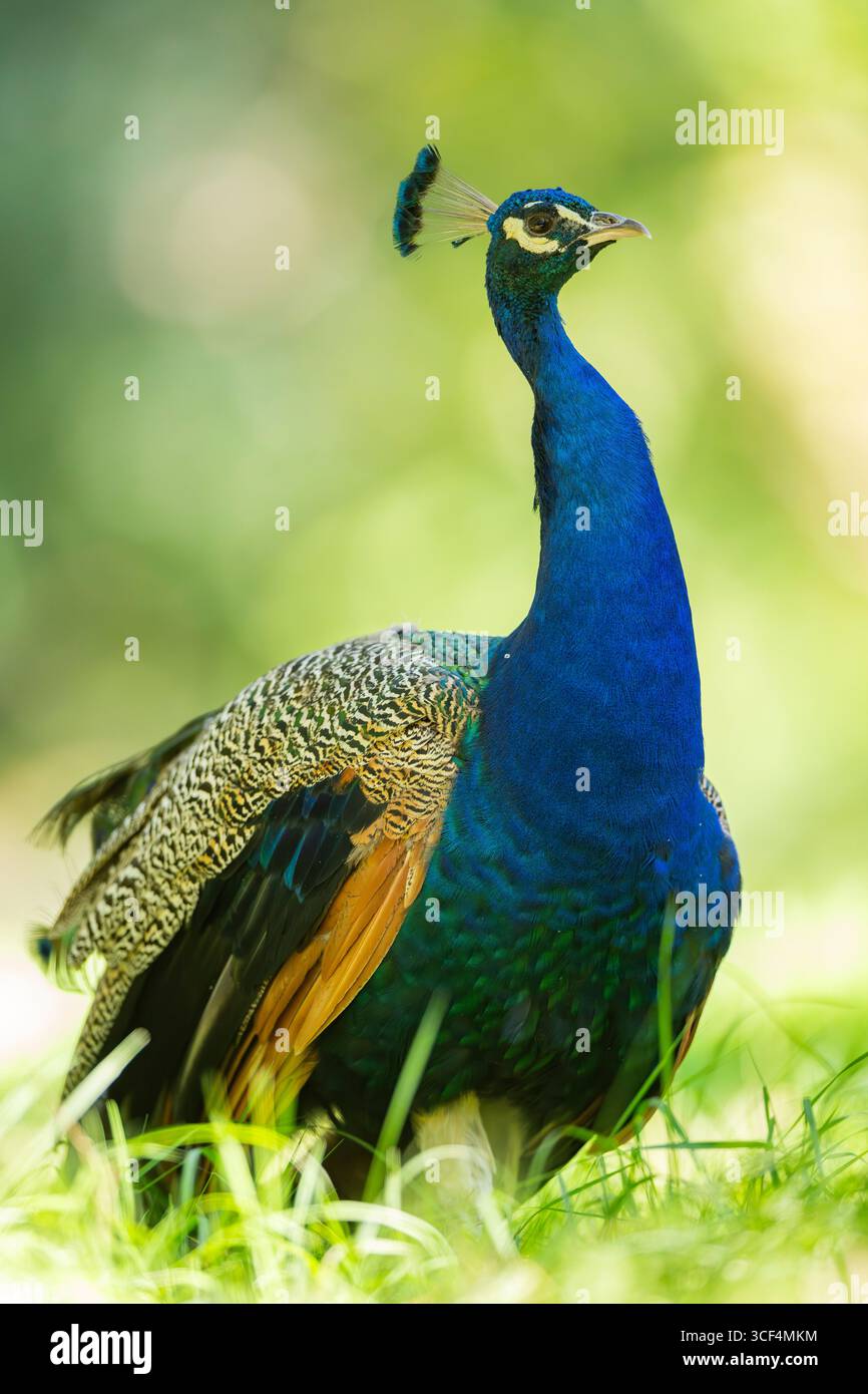 Perle indienne (Pavo cristatus) sur un pré, Hesse, Allemagne, Europe Banque D'Images
