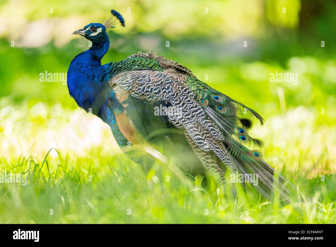 Perle indienne (Pavo cristatus) sur un pré, Hesse, Allemagne, Europe Banque D'Images