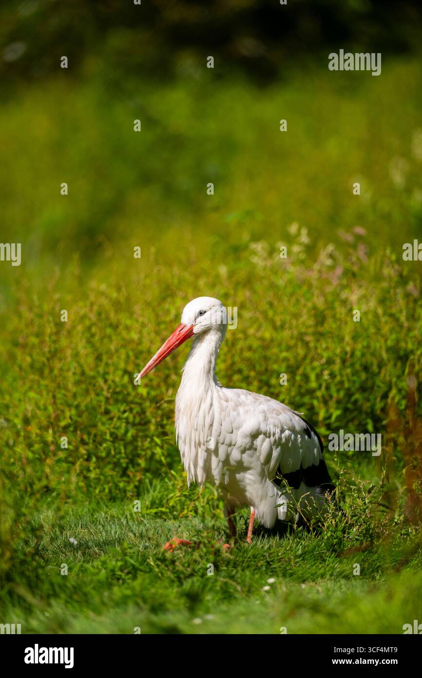 Cigogne blanche (Ciconia ciconia) sur un pré, Hesse, Allemagne, Europe Banque D'Images
