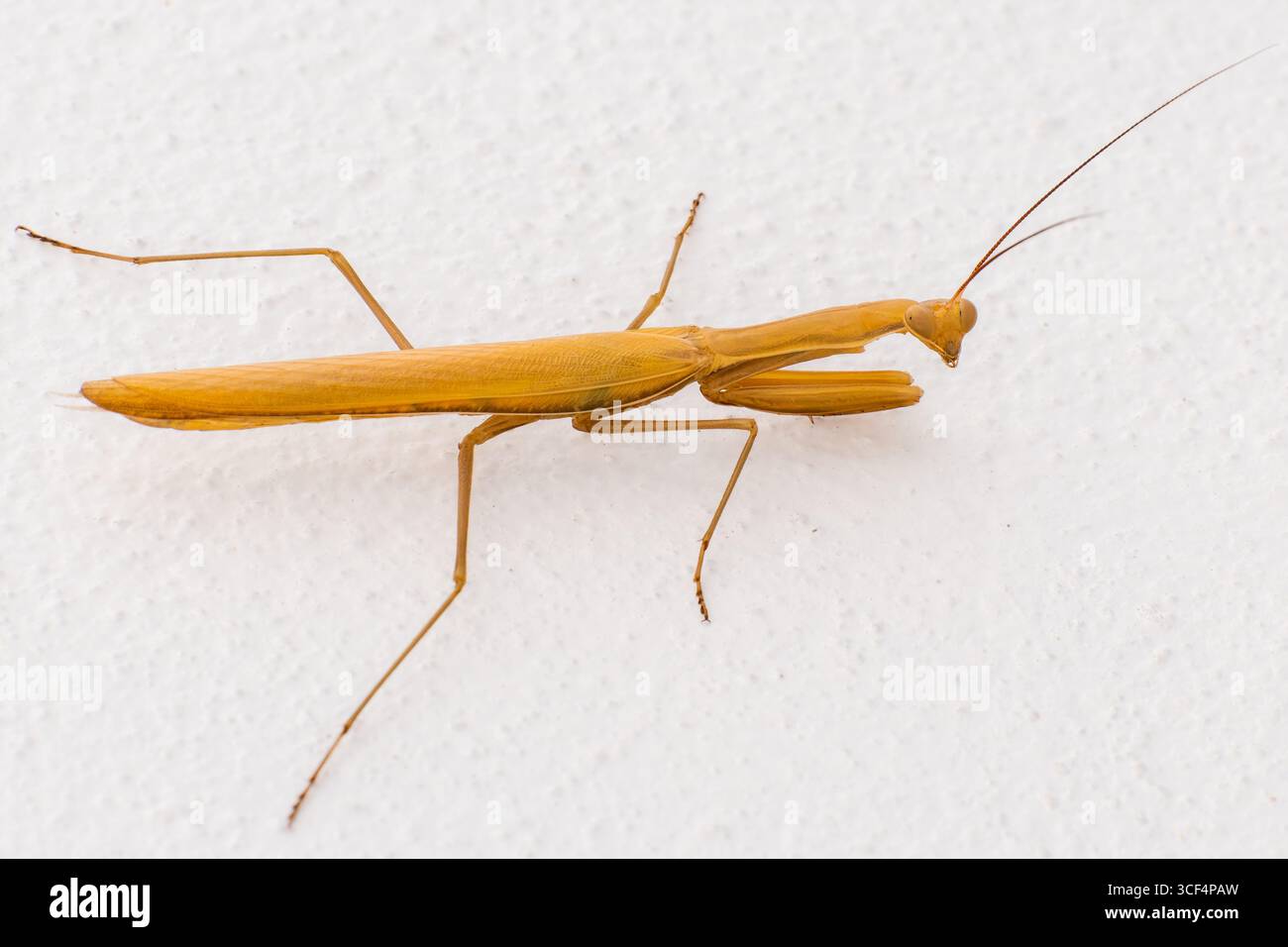 Gros plan d'une mante priante orange reposant sur un mur texturé blanc. Banque D'Images