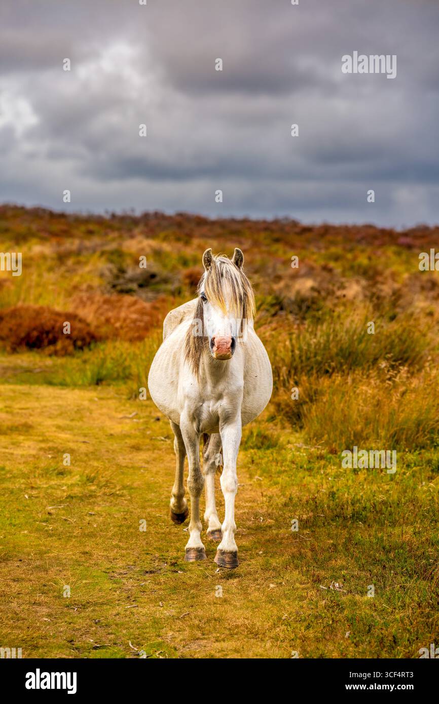 Wild Pony Walking Through the Heather – Une scène automnale sereine dans la vallée de Carding Mill, Shropshire Hills Banque D'Images