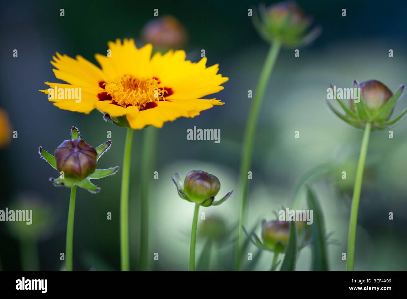 Oeil de fille (Coreopsis grandiflora) dans le jardin Banque D'Images
