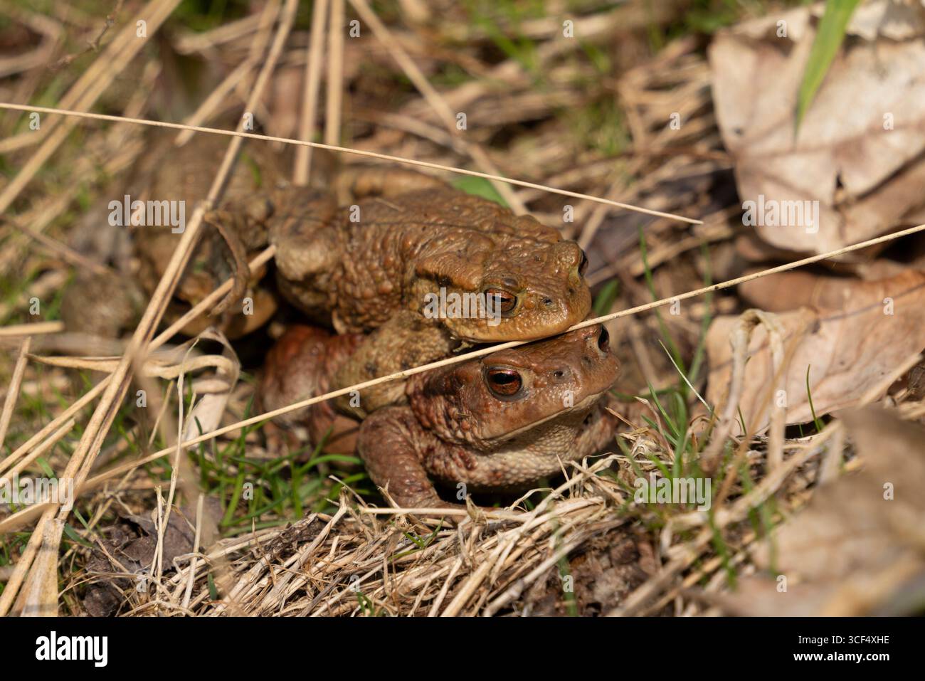 Accouplement des crapauds communs sur un terrain herbeux vu près d'un étang au début du printemps Banque D'Images