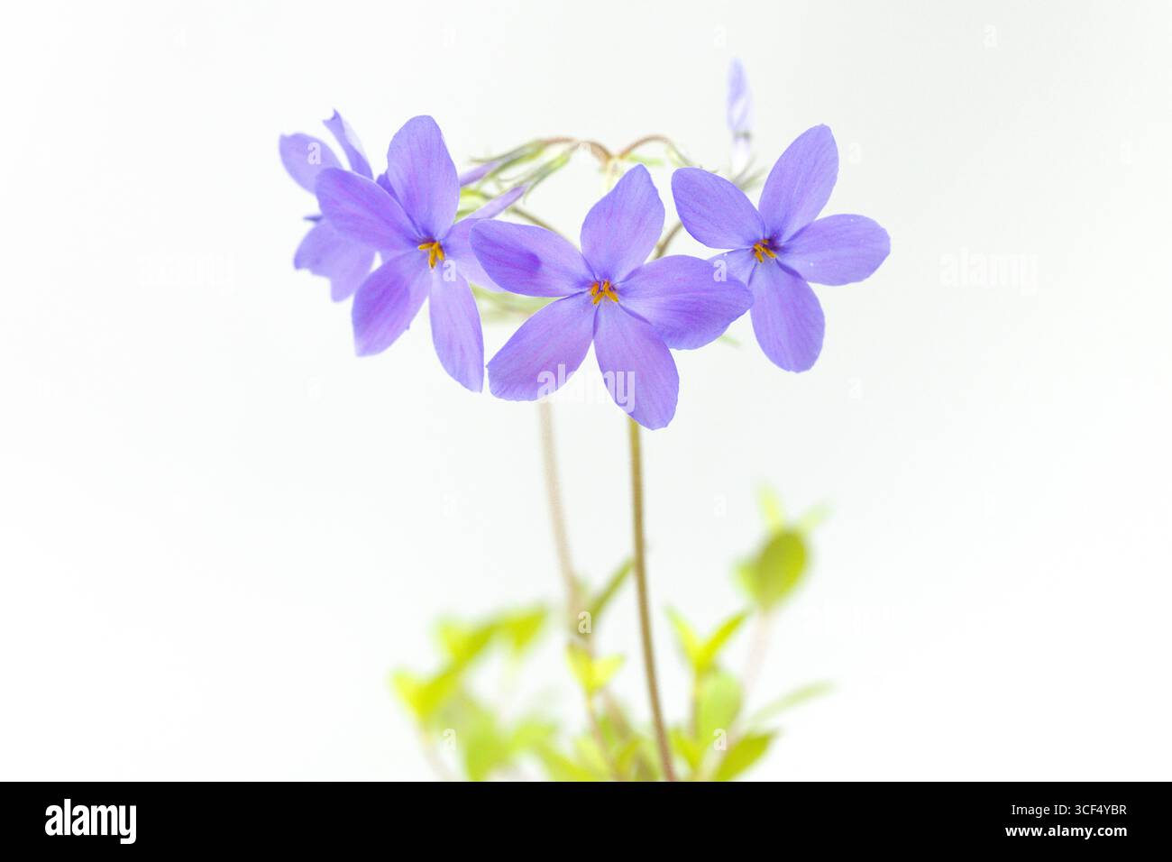 Phlox stolonifera (phlox rampant) sur fond blanc Banque D'Images