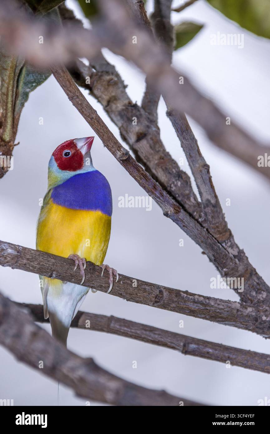 Gouldamadine (Chloebia gouldiae, syn. : Erythrura gouldiae) dans une volière Banque D'Images