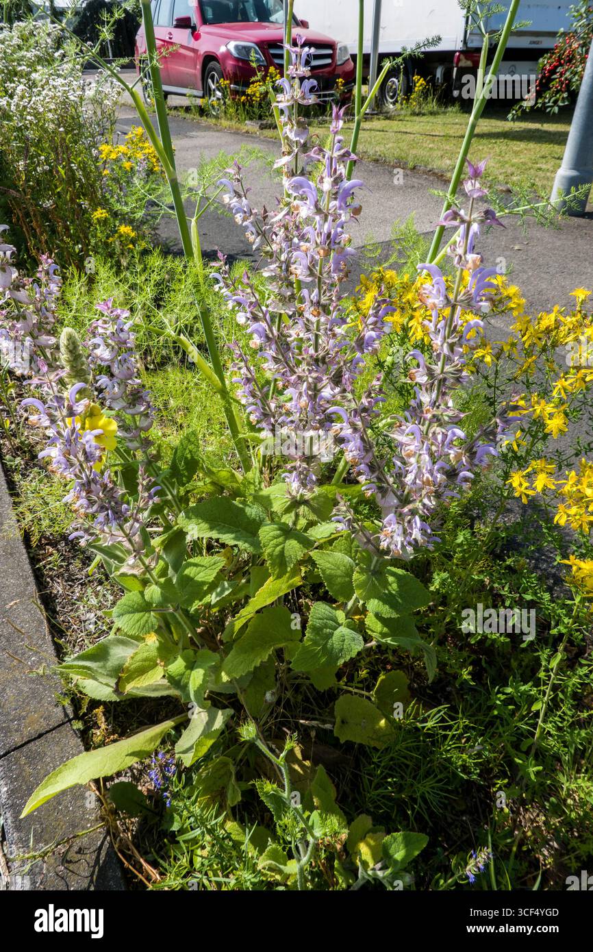 Sauge argileuse (Salvia sclarea), également connue sous le nom de sauge de muscade Banque D'Images