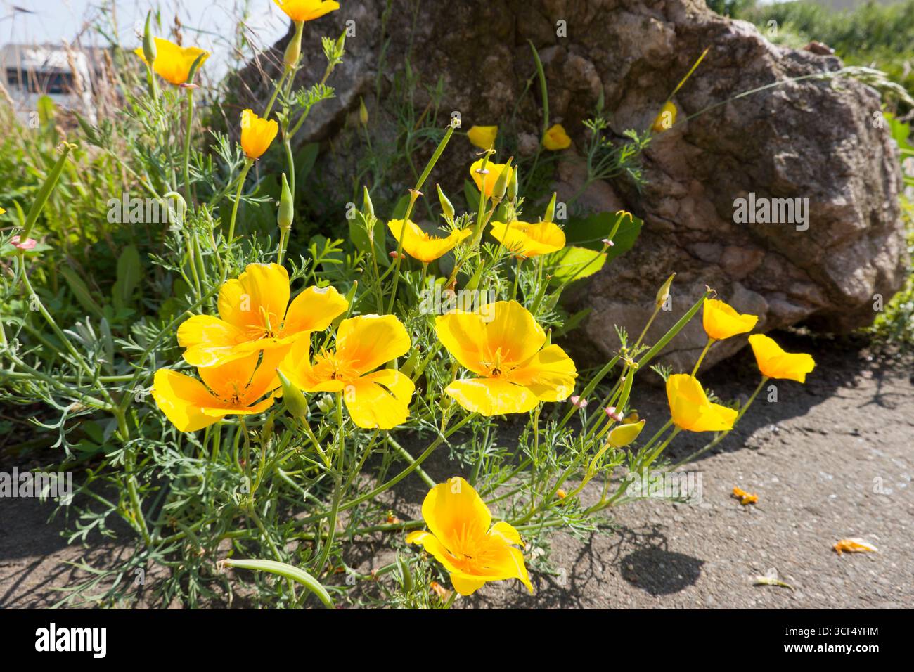Pavot de Californie (Eschscholzia californica, synonymes Chryseis californica et Omonoia californica ), également pavot doré, pavot à chapeau de Californie ou tasse d'or, Banque D'Images