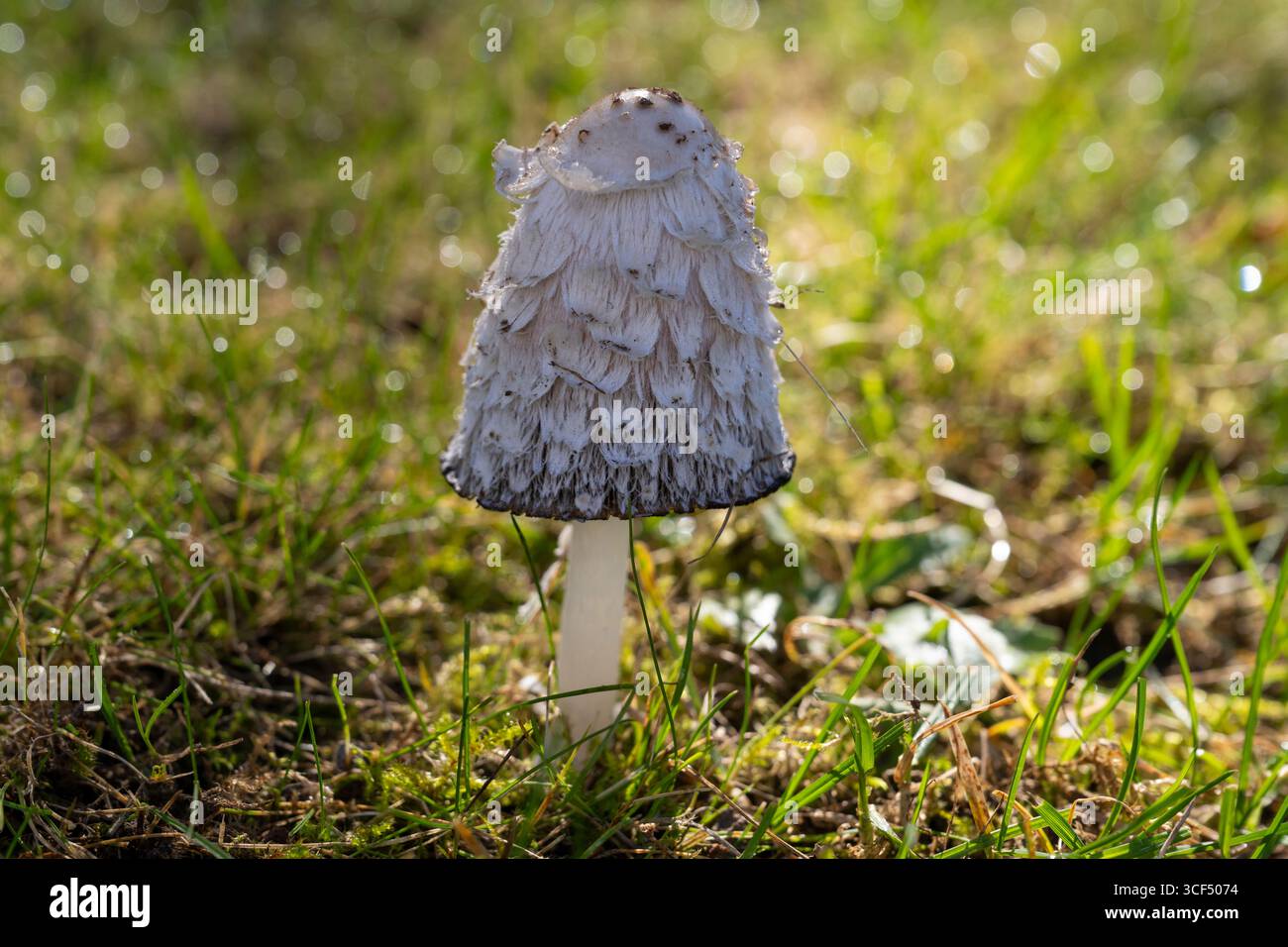 Champignon dans la pelouse, perruque d'avocat (Coprinus comatus), bouchon d'encre déchiré, crinière déchiré Banque D'Images