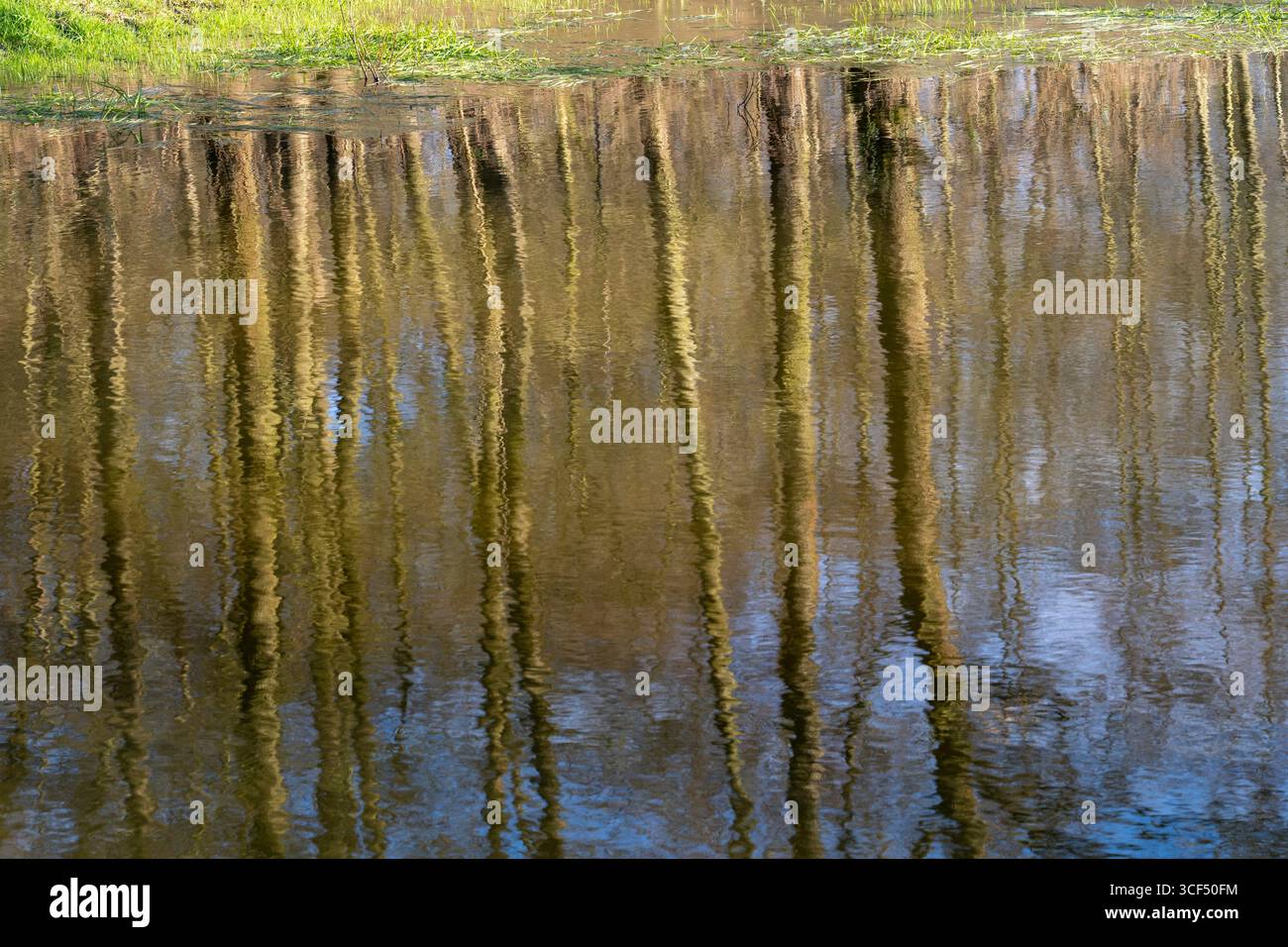 Allemagne, Rhénanie du Nord-Westphalie, Dortmund, arbres reflétés dans l'eau Banque D'Images