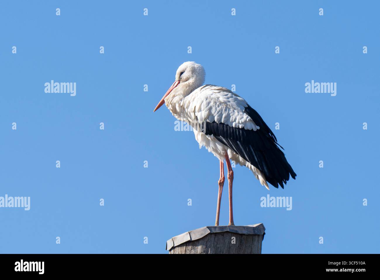 Allemagne, Rhénanie-du-Nord-Westphalie, cigogne blanche (Ciconia ciconia) debout sur un poteau Banque D'Images Allemagne, Rhénanie-du-Nord-Westphalie, cigogne blanche (Ciconia ciconia) debout sur un poteau Banque D'Images