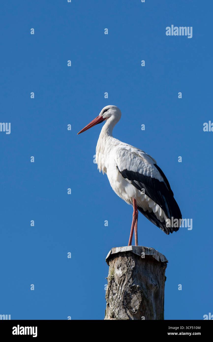Allemagne, Rhénanie-du-Nord-Westphalie, cigogne blanche (Ciconia ciconia) debout sur un poteau Banque D'Images Allemagne, Rhénanie-du-Nord-Westphalie, cigogne blanche (Ciconia ciconia) debout sur un poteau Banque D'Images