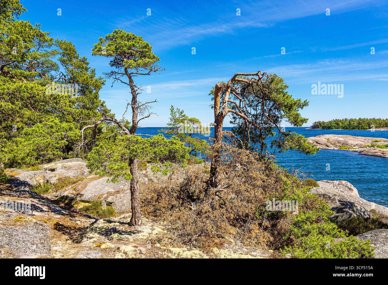 Côte de la mer Baltique avec des rochers et des arbres sur l'île de Sladö en Suède. Banque D'Images