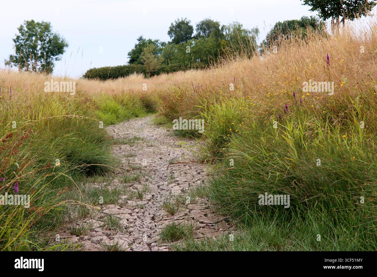 Lit de ruisseau séché Banque D'Images