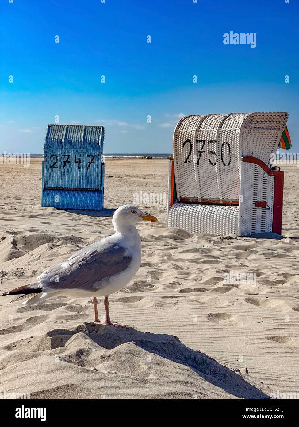 Goéland argenté (Larus argentatus) sur la plage de Juist, îles de Frise orientale, Allemagne. Banque D'Images