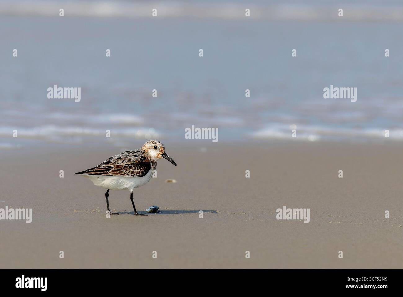 Sanderling (Calidris alba) recherche dans la bordure de la plage sur Juist, îles de Frise orientale, Allemagne. Banque D'Images