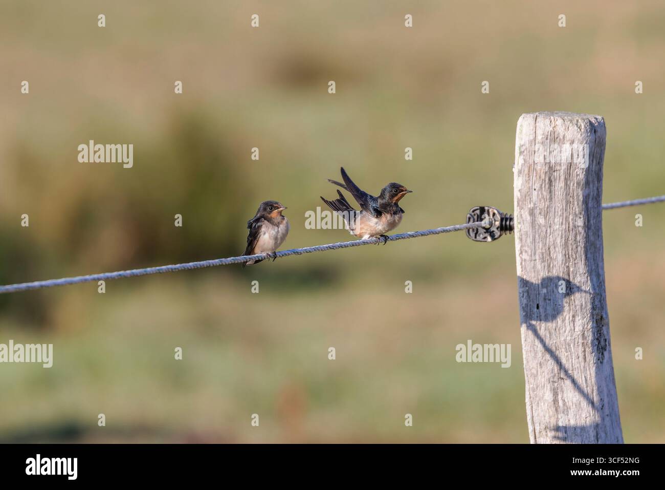 Hirondelles de grange (Hirundo rustica) sur une clôture dans les marais salants de Juist, îles de Frise orientale, Allemagne. Banque D'Images