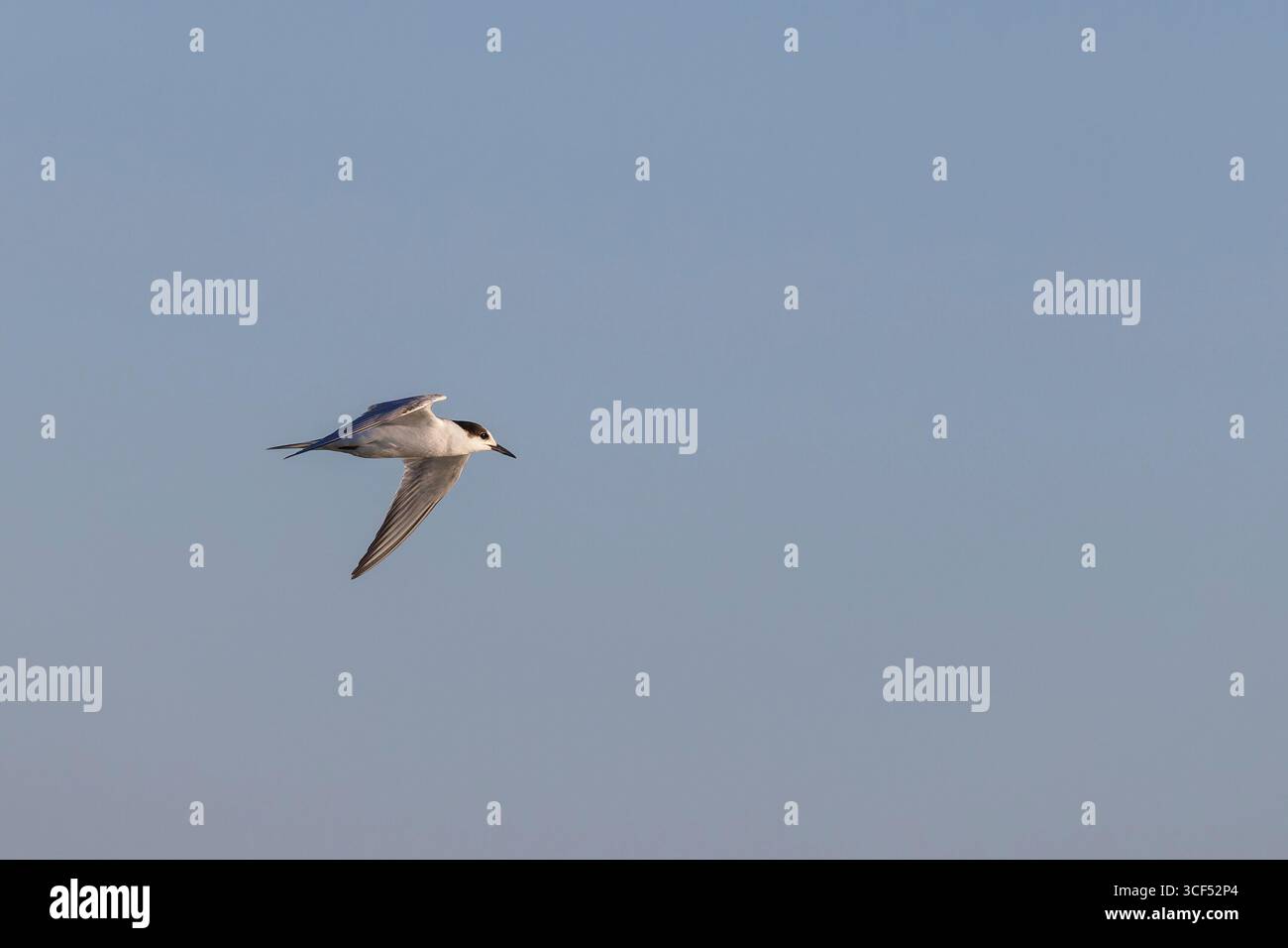 Terne commune (Sterna hirundo) en vol au-dessus de la plage de Juist, îles de Frise orientale, Allemagne. Banque D'Images