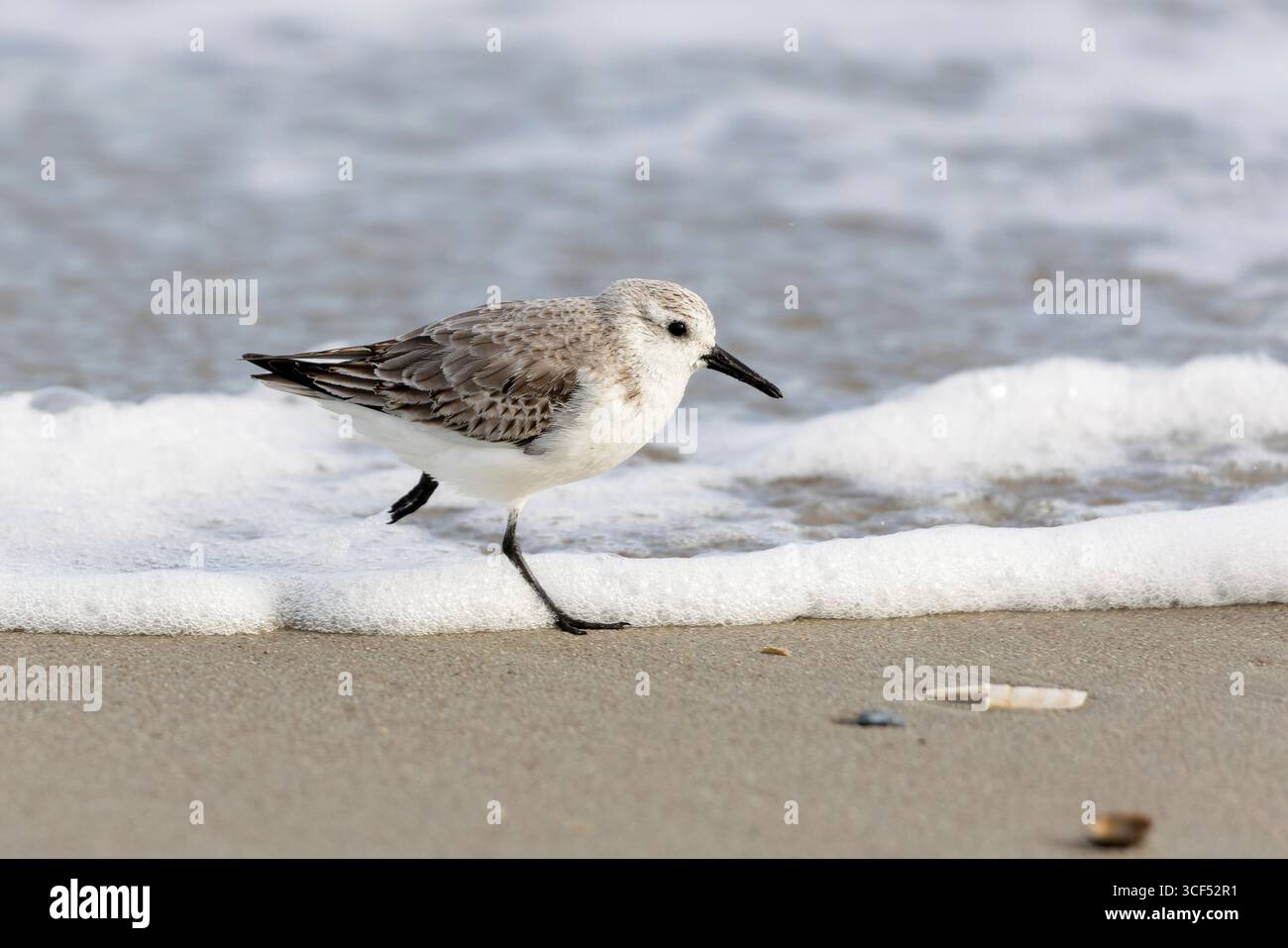 Sanderling (Calidris alba) sur la plage de Juist, îles de Frise orientale, Allemagne. Banque D'Images