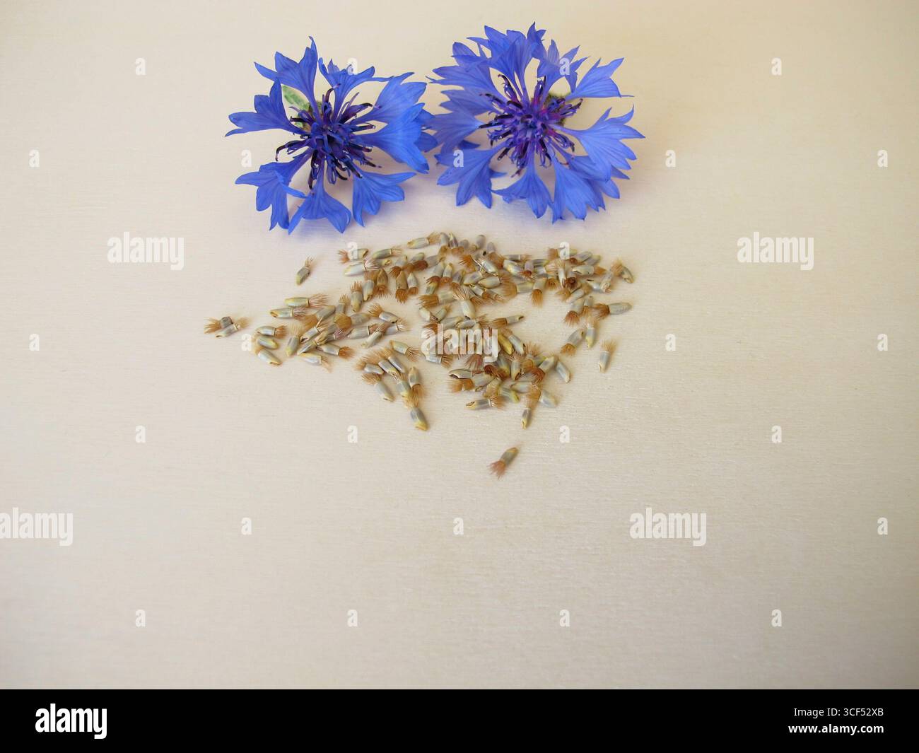 Graines de bleuet : graines de bleuet bleu, Centaurea cyanus Banque D'Images