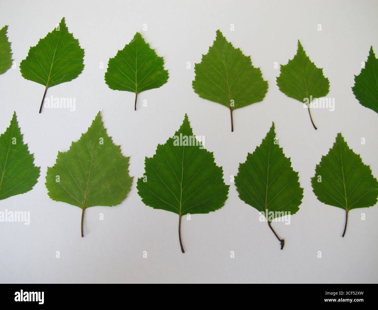 Feuilles de bouleau pressées posées en rangée sur une feuille de papier blanche Banque D'Images