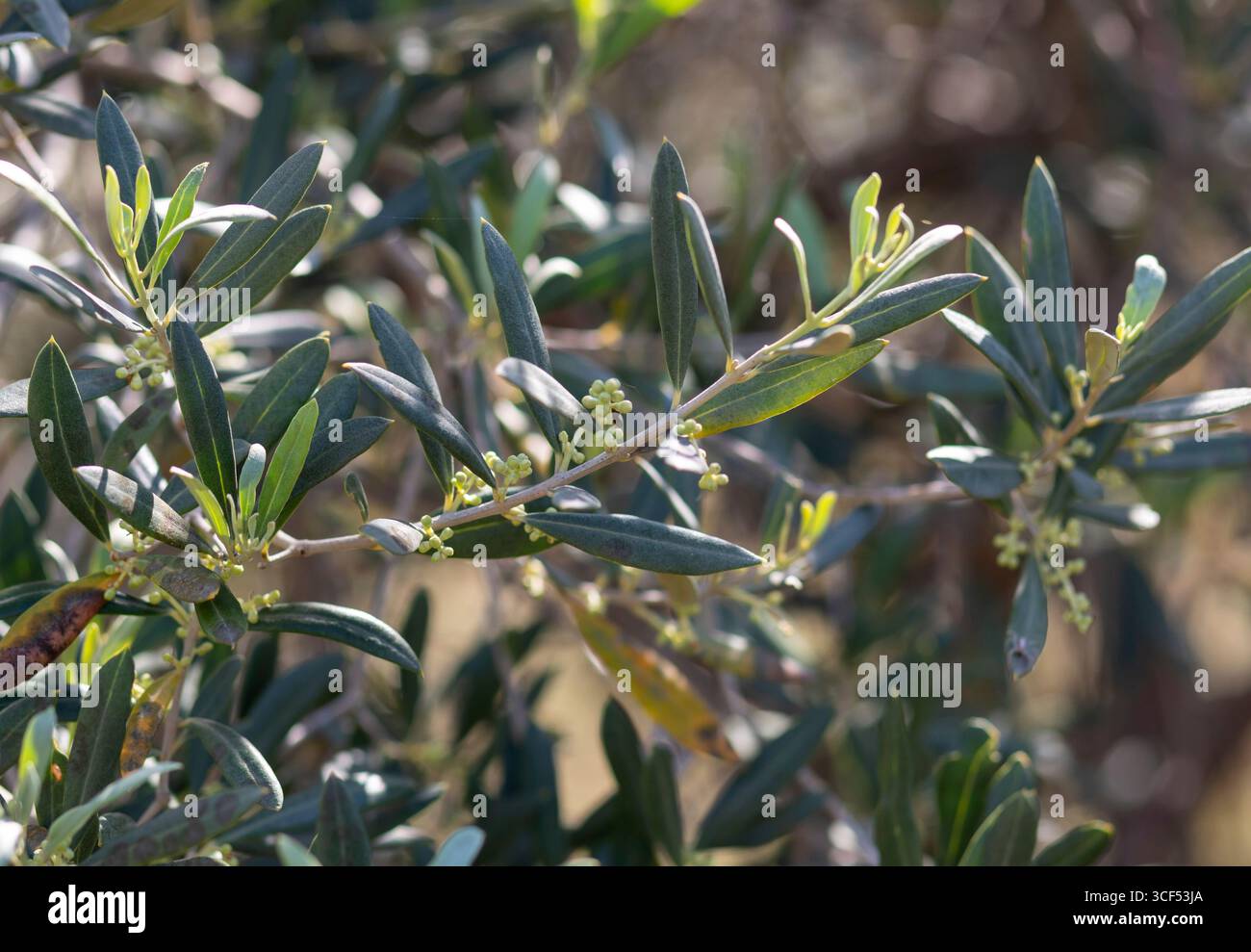Branche d'olivier avec de petits fruits verts poussant au printemps, représentant le début du cycle de production de l'huile d'olive et la beauté du renouveau de la nature Banque D'Images