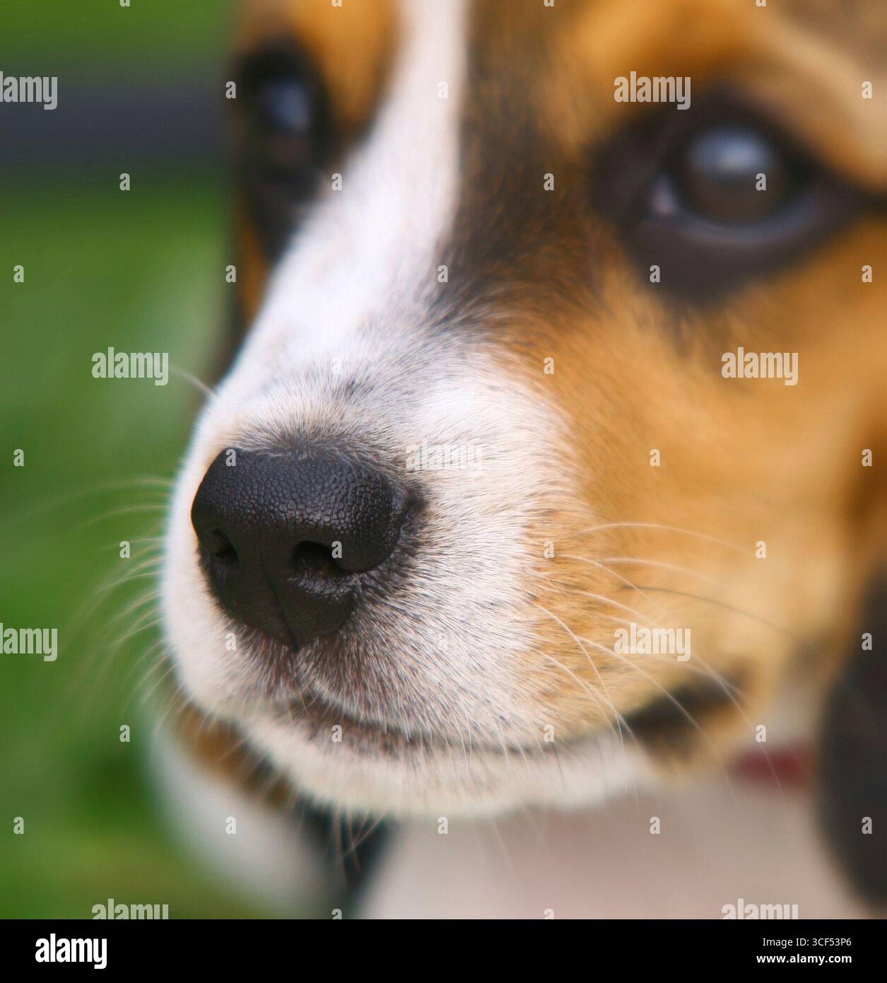 Nez de mignon chiot Beagle dans l'herbe Banque D'Images