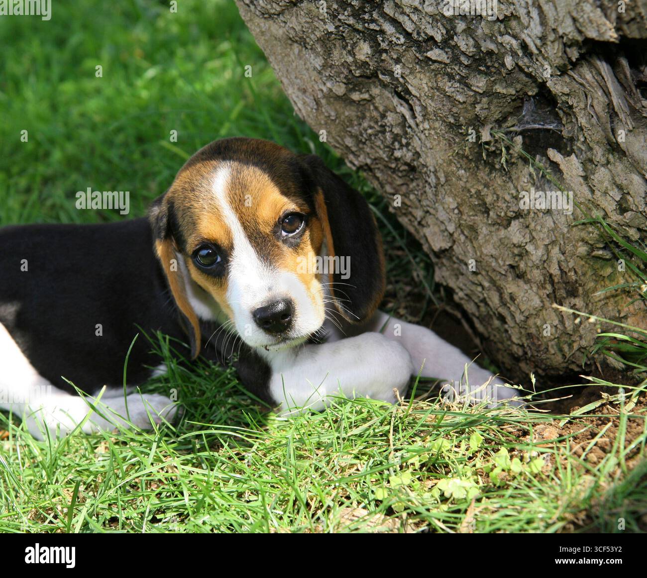 Beagle chiot mignon dans l'herbe Banque D'Images