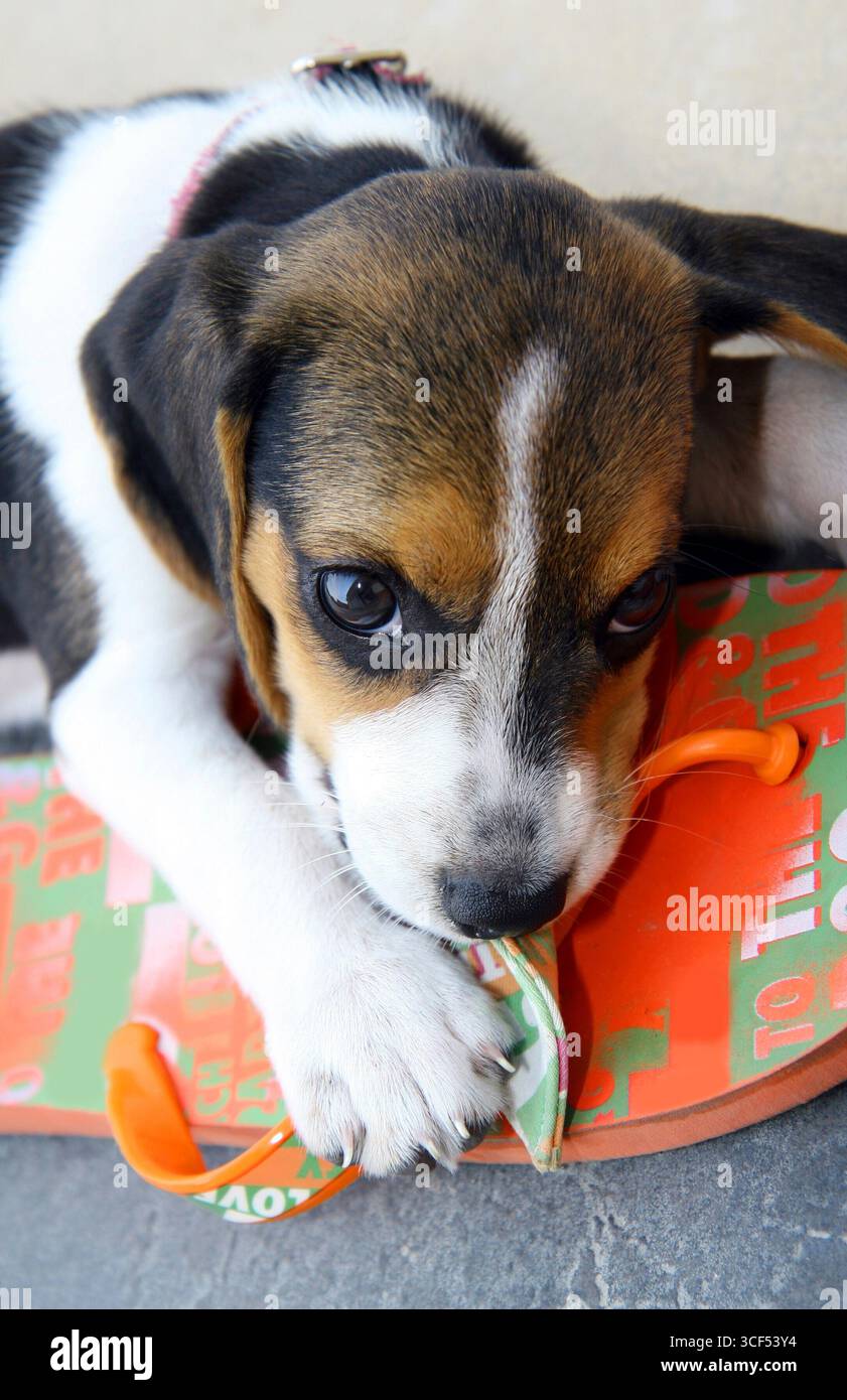 Mignon chiot Beagle qui mord une pantoufle Banque D'Images