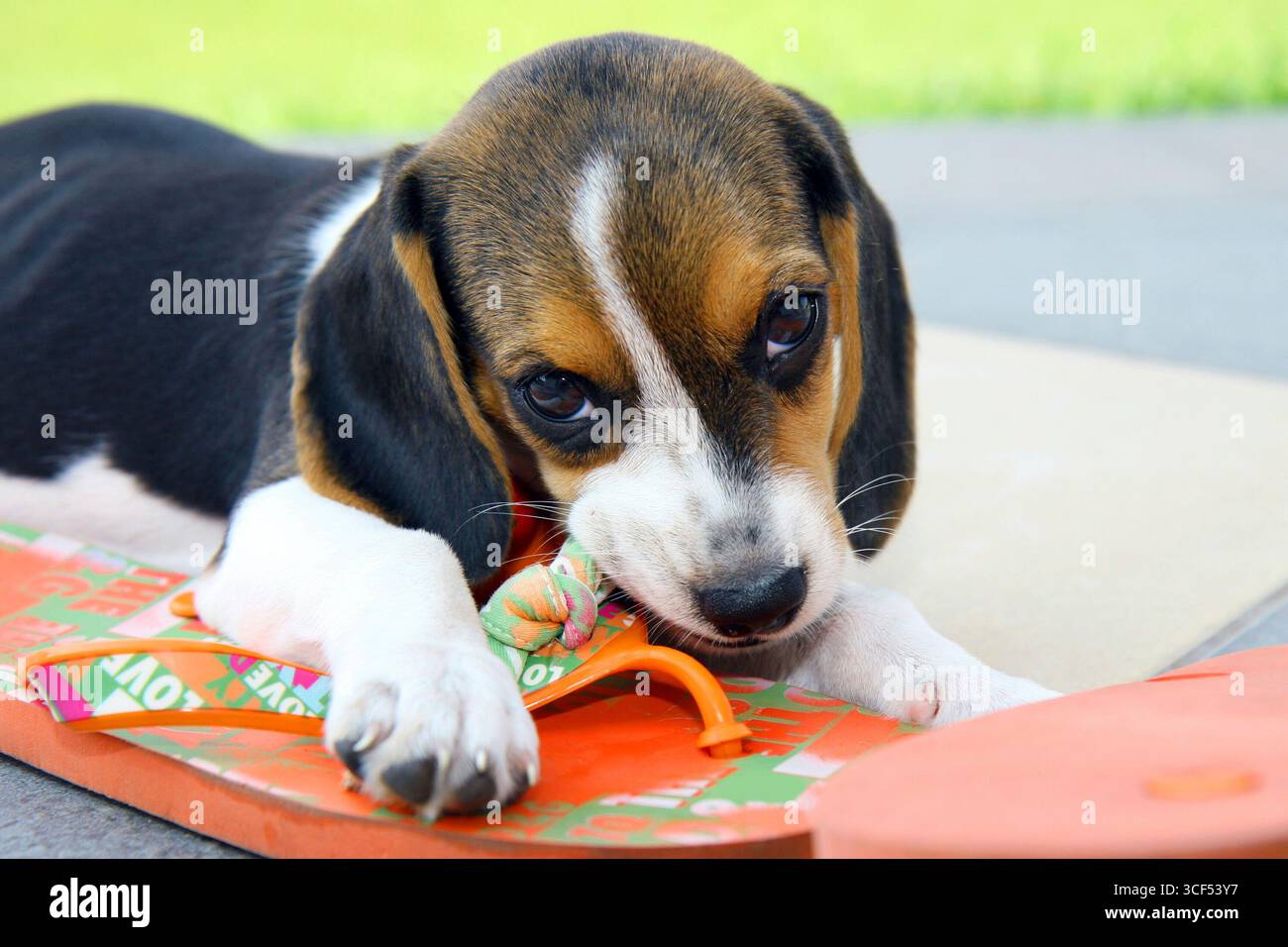 Mignon chiot Beagle qui mord une pantoufle Banque D'Images