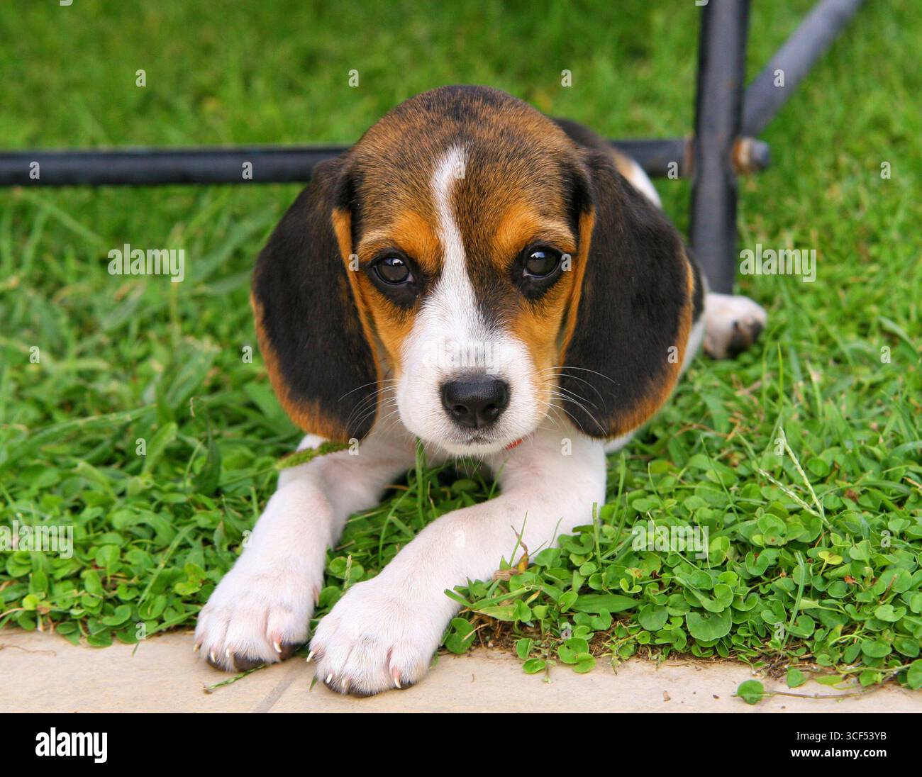 Beagle chiot mignon dans l'herbe Banque D'Images