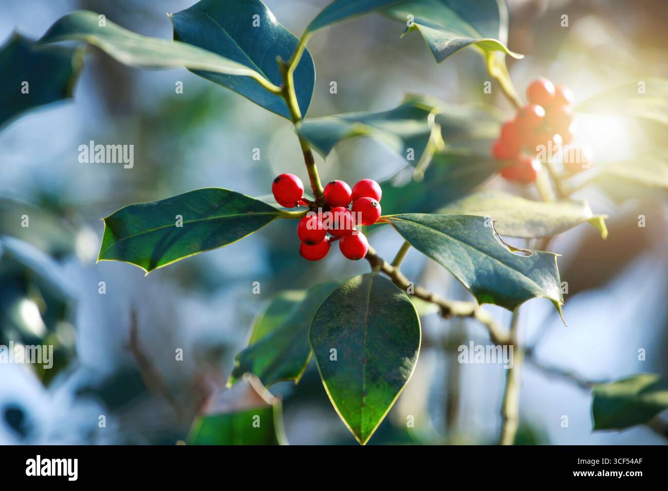 Grappes de petites baies rouges, rondes et vives poussant sur un houx avec des feuilles brillantes et vert foncé, illuminées par la lumière chaude du soleil, créant une scène festive et vibrante Banque D'Images
