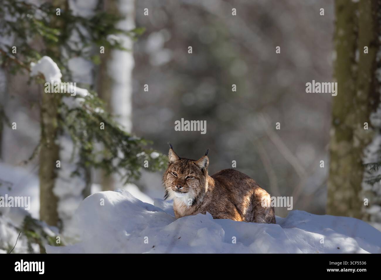 Lynx (Lynx lynx) couché dans la neige dans l'enclos animalier du parc national de la forêt bavaroise en Bavière, Allemagne. Banque D'Images