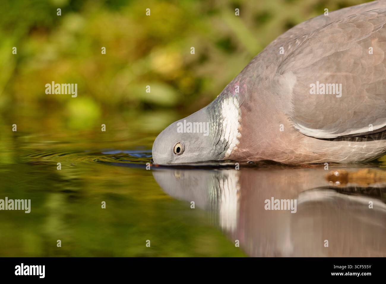 Woodpigeon (Columba palumbus) buvant dans un étang au printemps. Banque D'Images