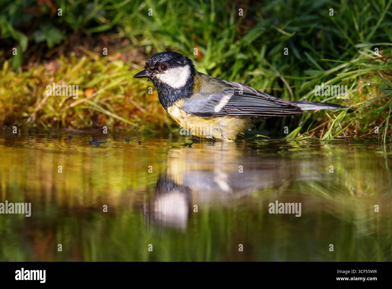 Great tit (parus major) assis sur la rive d'un étang au printemps. Banque D'Images