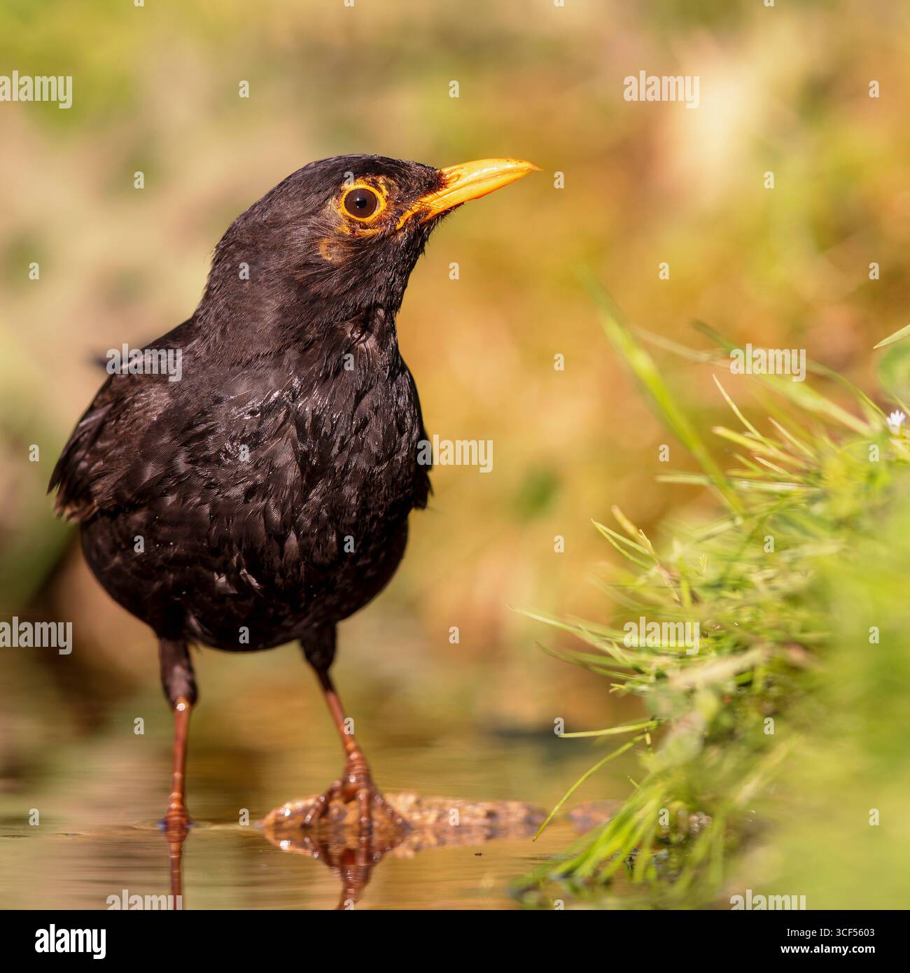 Blackbird (Turdus merula) assis sur la rive d'un étang au printemps. Banque D'Images