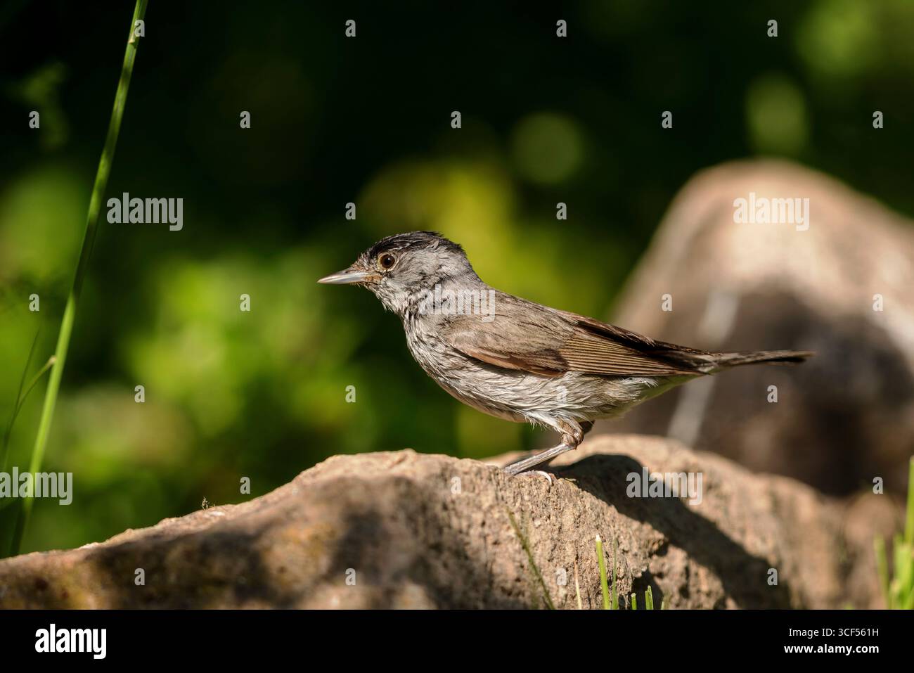 Eurasian Blackcap (Sylvia atricapilla) Banque D'Images