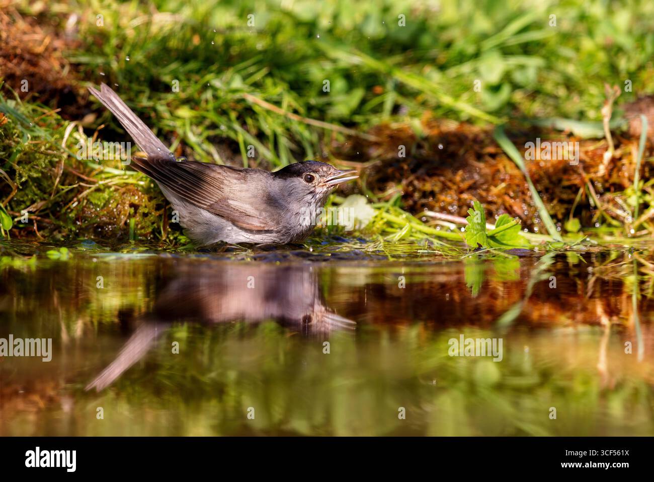 Eurasian Blackcap (Sylvia atricapilla) Banque D'Images