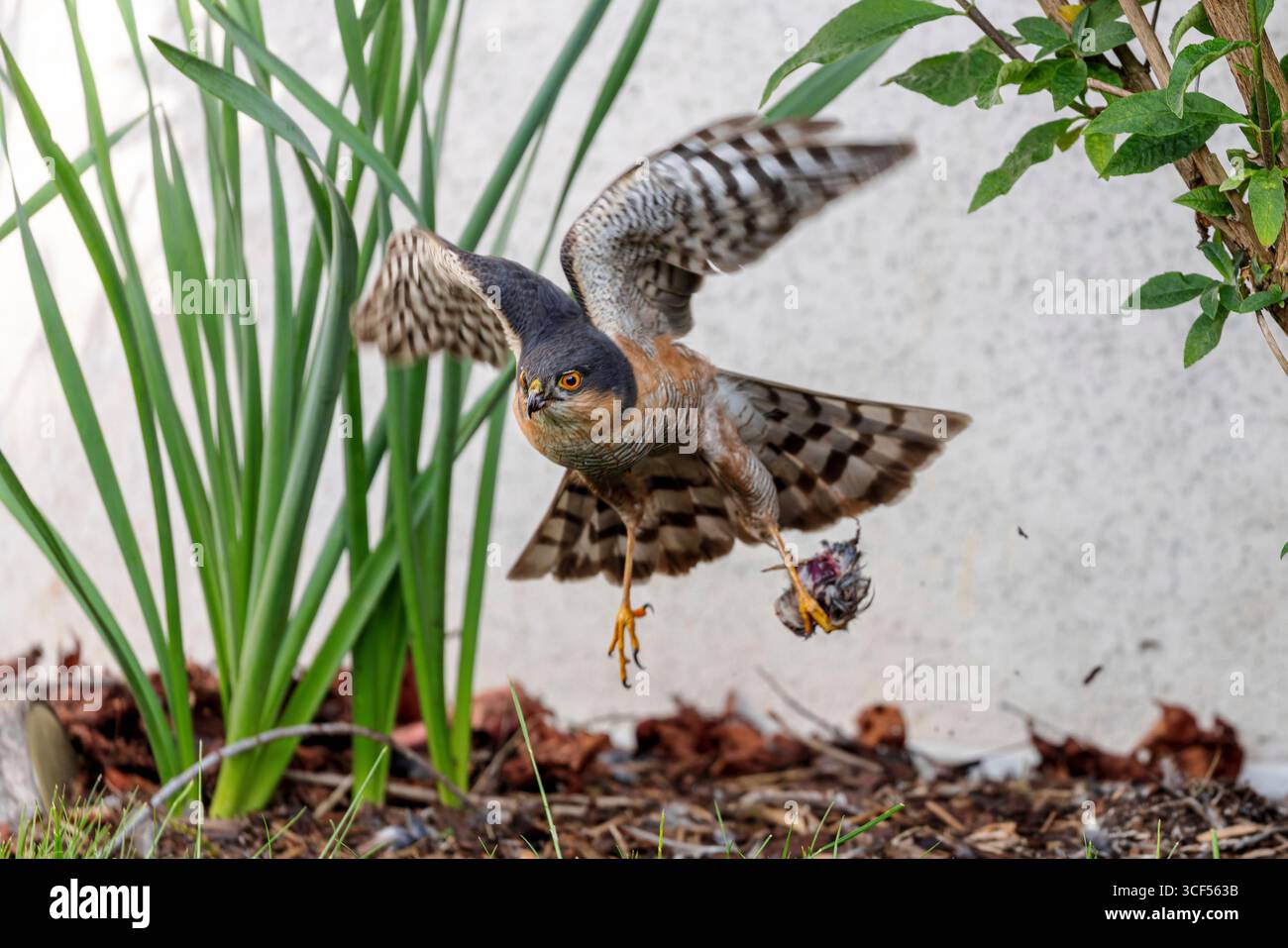 éperon européen (Accipiter nisus) Banque D'Images