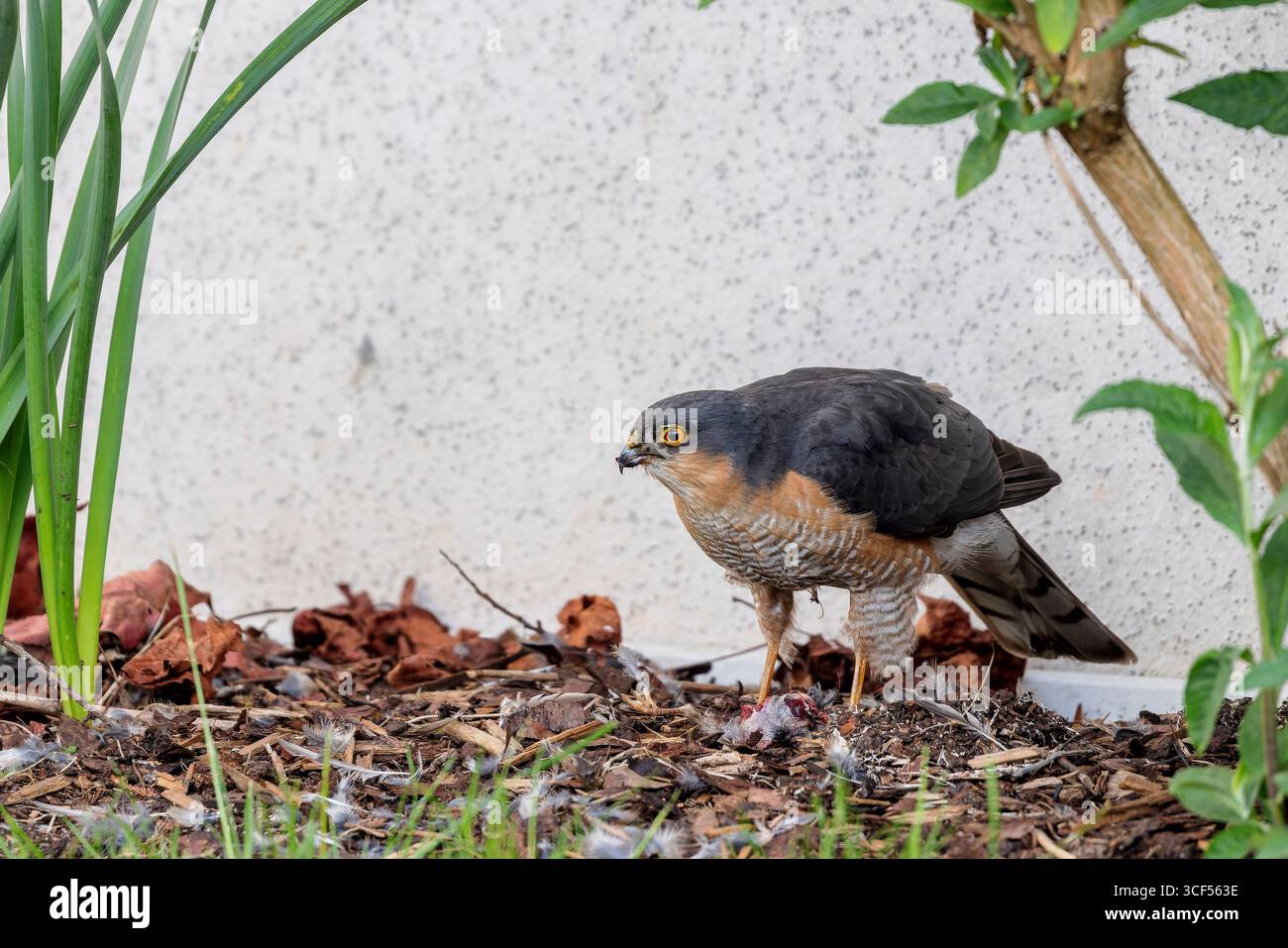 éperon européen (Accipiter nisus) Banque D'Images