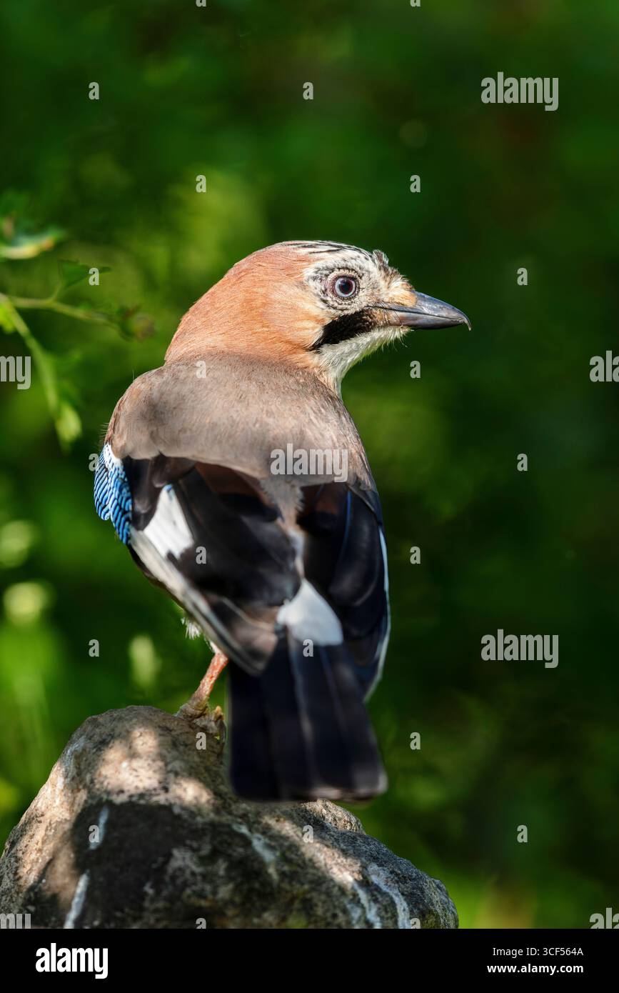 jay eurasien (Garrulus glandarius) Banque D'Images
