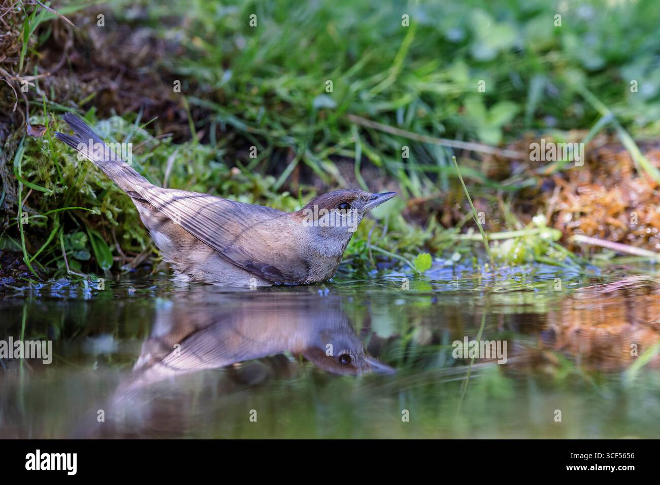Eurasian Blackcap (Sylvia atricapilla) Banque D'Images