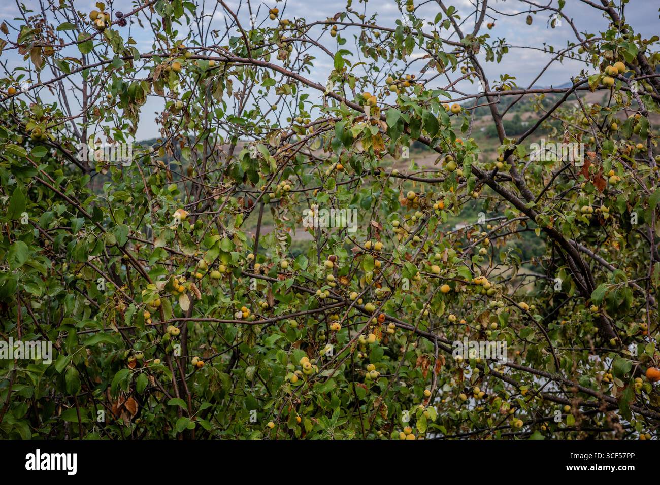 Branches d'un jujubier chargé de fruits aux feuilles vertes denses à Başiskele, Kocaeli, Türkiye, sur fond de colline rurale. Banque D'Images