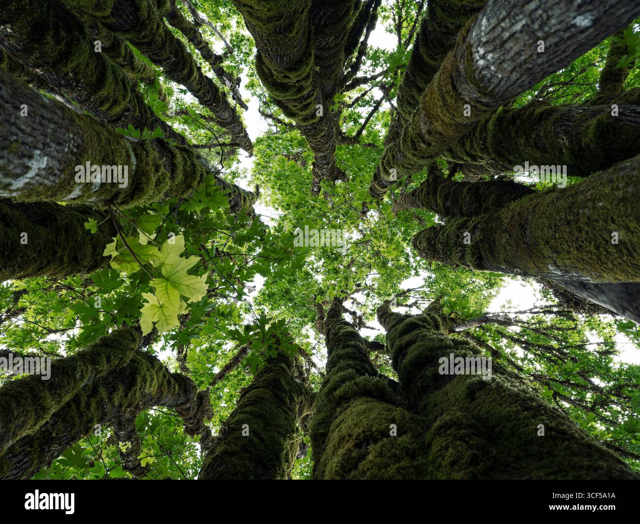 Photographies artistiques de nature abstraite de troncs d'érable atteignant vers le ciel le recouvrant d'une canopée de feuilles d'érable vertes. Cimes d'arbre de grand Banque D'Images