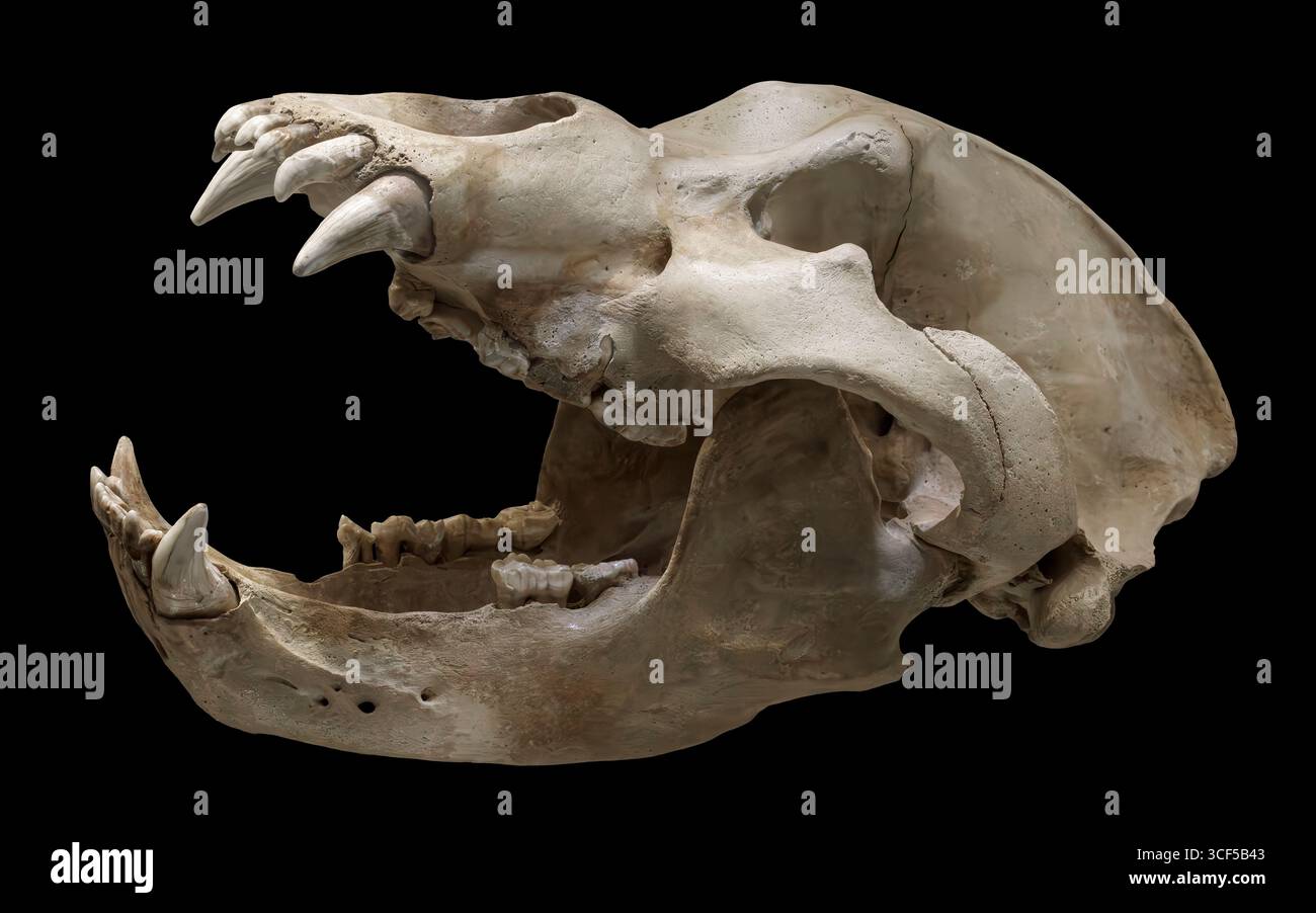 Ours des cavernes (Ursus spelaeus), Pléistocène moyen à tardif, « Grotte des os », montagnes des Carpates du Sud-Ouest, Roumanie. Banque D'Images