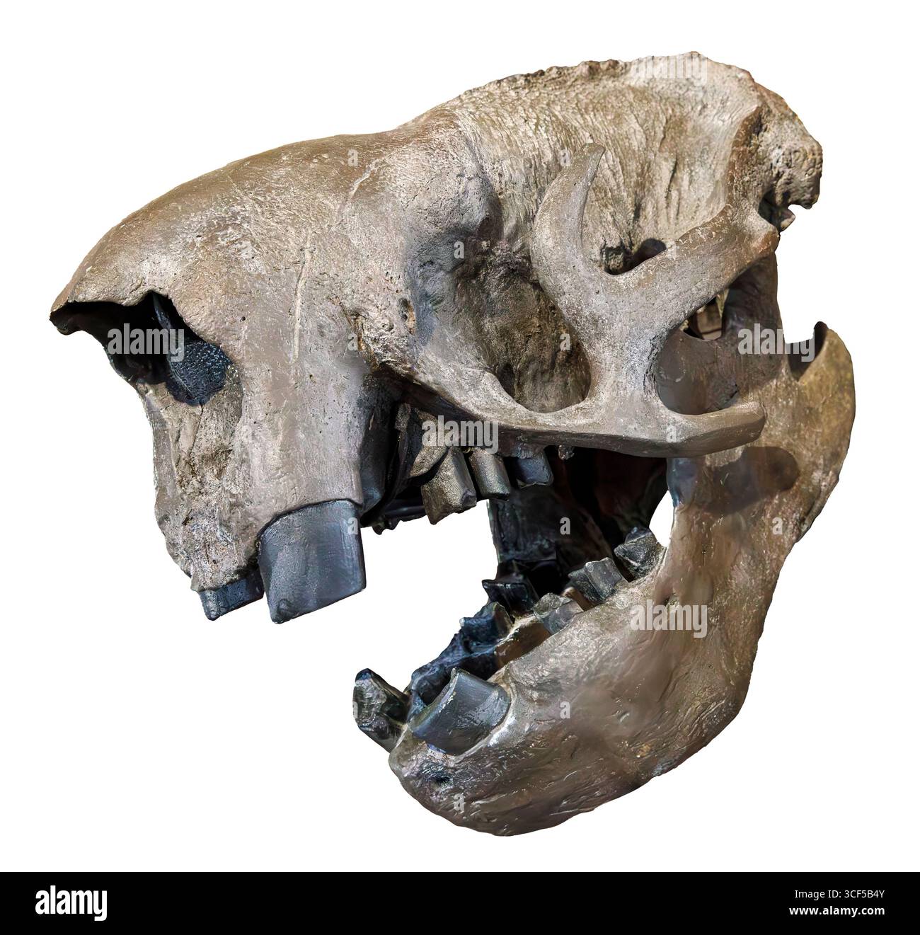 Crâne fossile de Megalonyx jeffersonii (paresseux terrestre de Jefferson), Pléistocène, Amérique du Nord. Banque D'Images